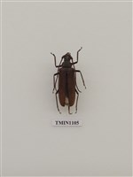 藏品(中華薄翅天牛)的圖片